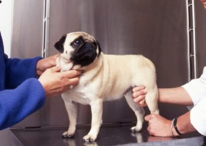Kutya ízületi fájdalom. Medical Herb Lab